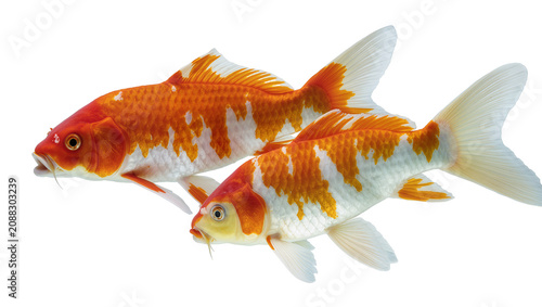 Fotografie Two orange and white koi fish swimming, isolated on transparent background