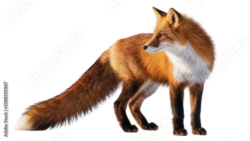 Картината върху платно Red fox with bushy tail and white chest, isolated on transparent background