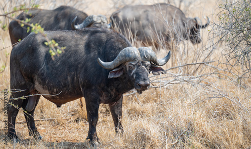 African buffalo, in the bush of Kruger National Park South Africa