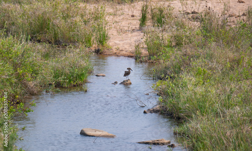 African animals Hamerkop in the bush of Kruger National Park, South Africa