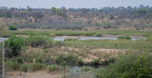 African animals Impala, also known as black-nosed impala, in the bush of Kruger National Park South Africa