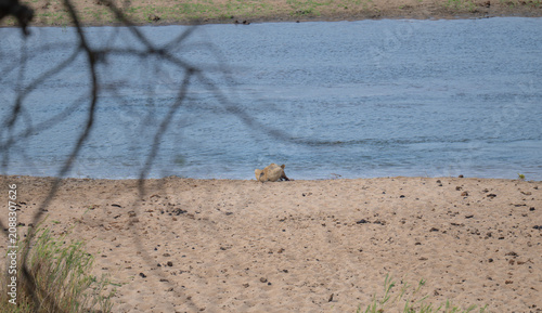 African animals Lioness or Lion in the bush of Kruger National Park South Africa