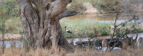 African animals Saddle-billed Stork in the bush of Kruger National Park South Africa