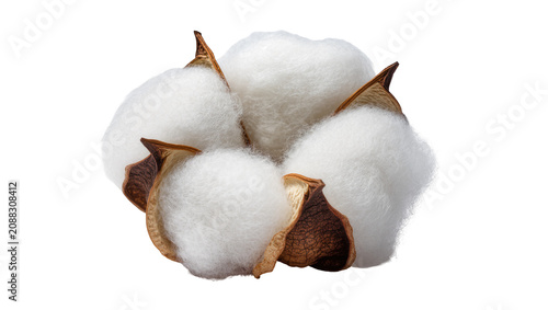 Foto Fluffy white cotton bolls with brown husks, isolated on transparent background