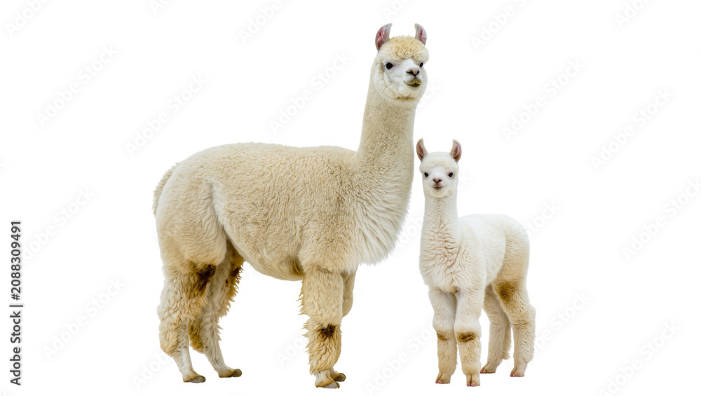 Fototapeta premium Fluffy cream-colored adult and baby alpaca standing together, isolated on transparent background