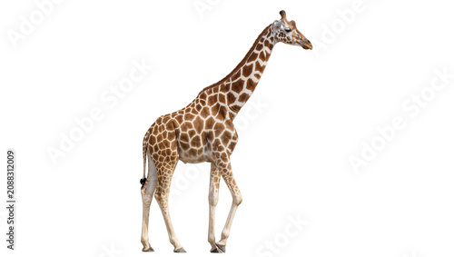 Canvas Print Tall giraffe with brown and white patterned fur, isolated on transparent backgro