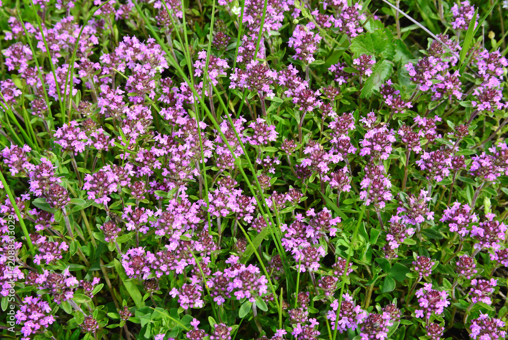 Obraz premium Thymus serpyllum plants in bloom, a striking bright pink colour, amongst the grass in the meadows in spring.