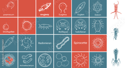 Microorganism and plankton line icons set in minimalist grid design
