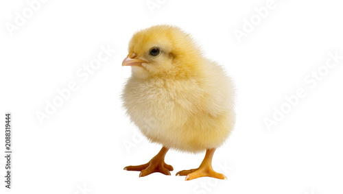 Фотография Fluffy yellow chick with orange feet, isolated on transparent background