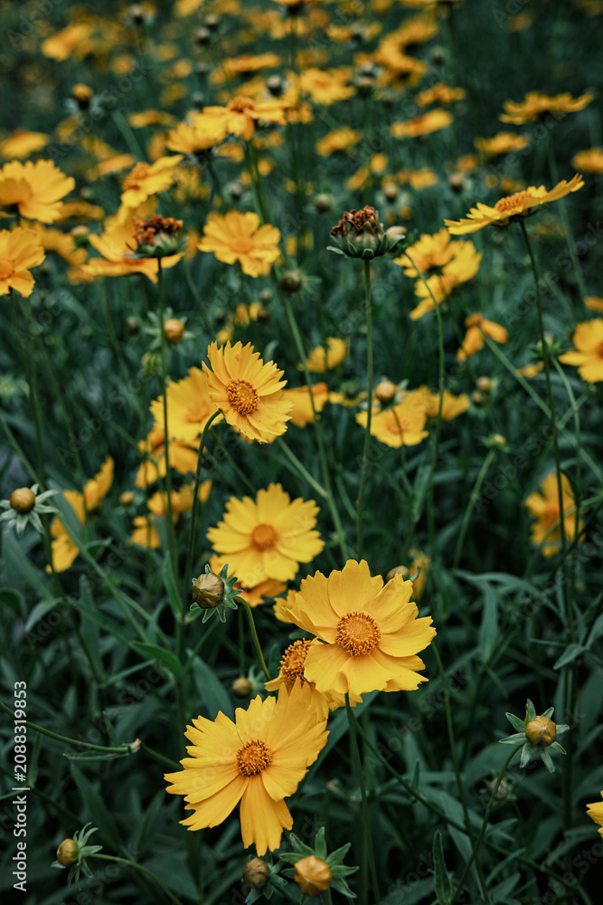 Obraz premium yellow flowers in the garden