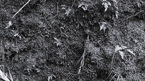 Bild auf Leinwand Monochrome moss and fern wall texture with dense organic growth, tiny leaves, roots, and wild forest surface
