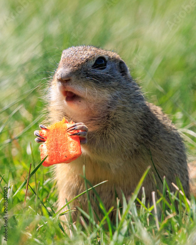 European ground squirrel with carrot