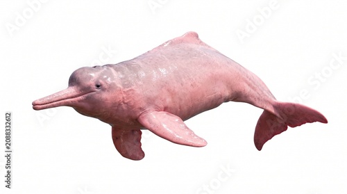 Amazon River Dolphin Isolated on White Background