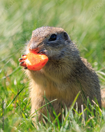 European ground squirrel