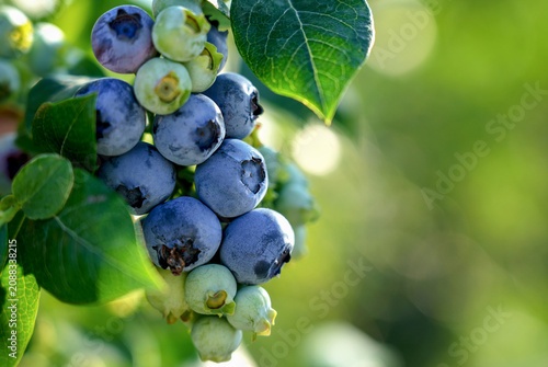 Foto Fresh blueberries growing on organic farm with green leaves in sunlight
