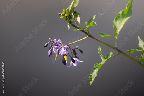 Foto Bittersweet Nightshade (Solanum dulcamara) flowering beside calm water