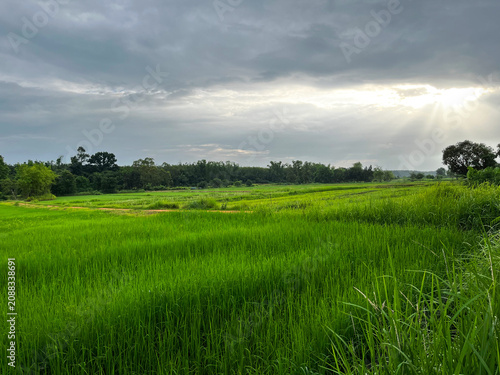 Canvas Print Agricultural science landscape photograph showcasing vibrant green Oryza sativa