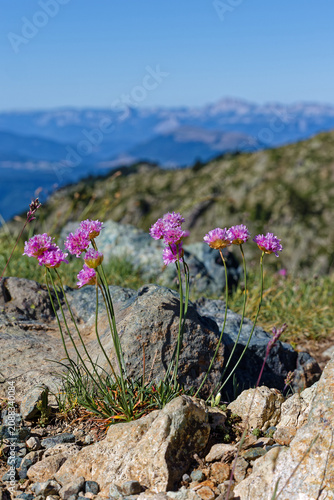 Armeria alpina in mountain landscape