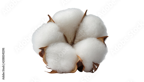 Bild auf Leinwand Fluffy white cotton boll with brown sepals, isolated on transparent background