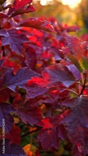 Vibrant red autumn leaves glow in the warm sunset light