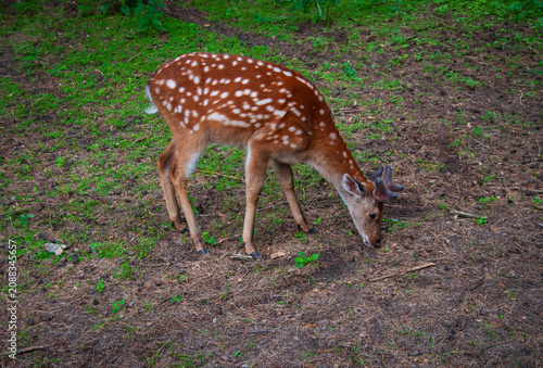 Young sika deer with velvet antlers grazing on forest ground