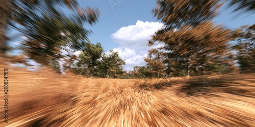 Golden wheat field under a blue sky with scattered clouds and trees
