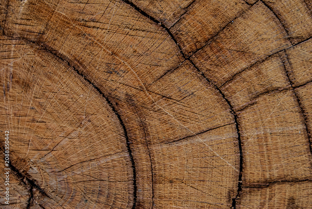 Fototapeta premium wood texture background
