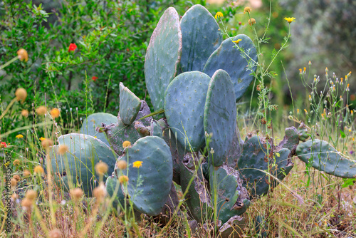 Spiky bush of wild Opuntia ficus-indica cactus among grass. Cactus is a Opuntia ficus-indica or Indian fig opuntia, Prickly pear.