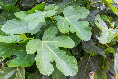 Background with green fig leaves. Foliage of Ficus carica or Common fig