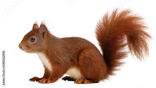 Фотография Red squirrel with bushy tail, isolated on transparent background