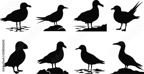 Konstfotografi Seabird Silhouette Collection Featuring Coastal Shore Birds and Waterfowl Vector