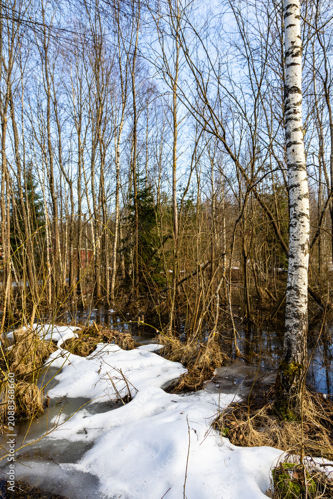 Fototapeta premium melting snow and birch tree in forest in spring