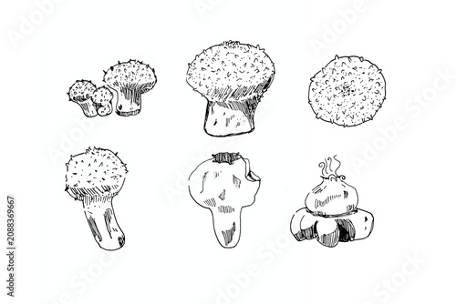 Fotografie Poisonous puffball fungus growth stages and ostiole spore puffing, monochrome in