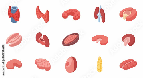 Photos Colorful illustration of various internal human organs and tissues