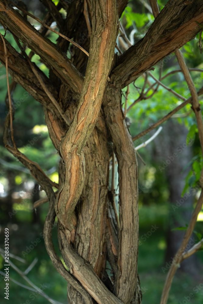 Fototapeta premium Intertwined vine tree trunks with textured bark in summer park close up. Twisted wooden branches grow in public garden. Natural organic background for forestry and botany biology concept.