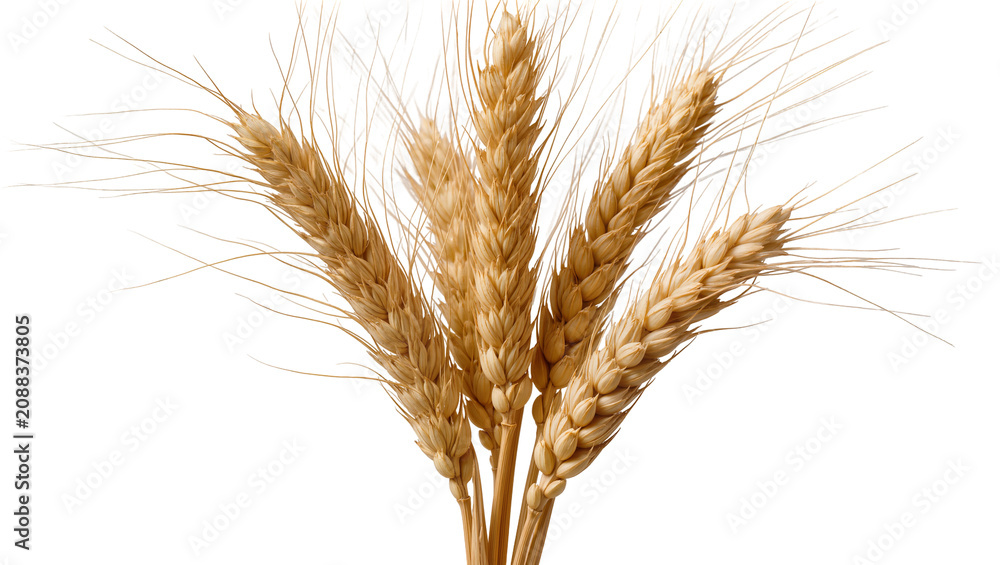 Obraz premium Golden wheat stalks with long awns, isolated on transparent background