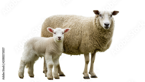 Bild auf Leinwand Fluffy white lamb standing next to mother sheep, isolated on transparent backgro