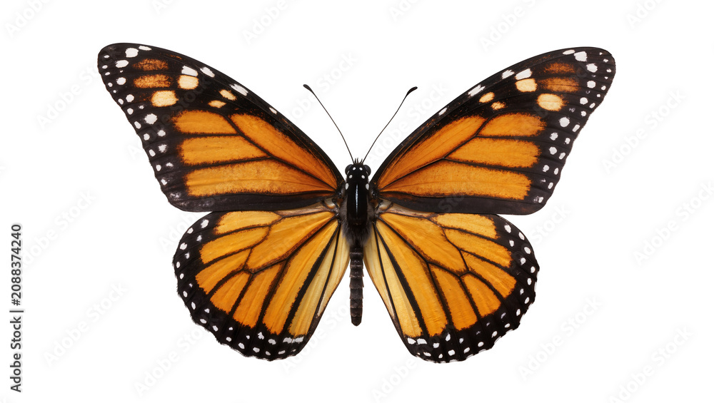 Obraz premium Monarch butterfly with orange and black wings, isolated on transparent background