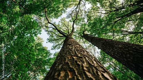 Towering green forest trees viewed from below in natural woodland landscape
