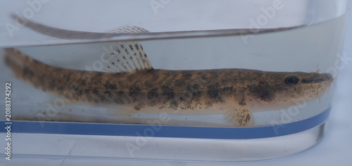 Foto Stone Loach (Barbatula barbatula) in a clear observation container