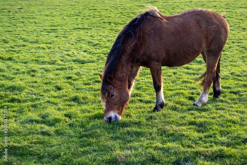horse in the meadow