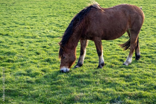 horse in the meadow