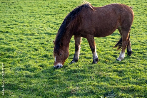 horse in the meadow