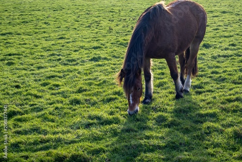 horse in the field