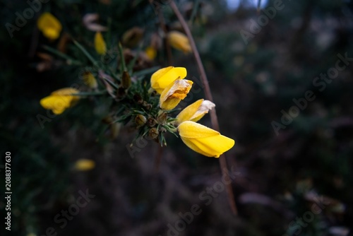 yellow flower