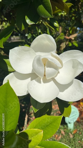 Beautiful white magnolia flower blooming on a tree branch with lush green leaves in sunny garden closeup.