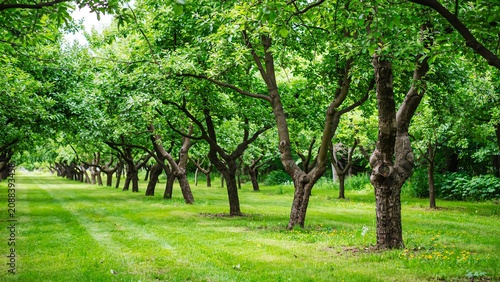 Lush green orchard with healthy trees and grassy landscape in daylight