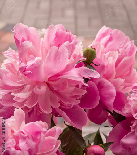 Pink peony blossoms blooming in natural light