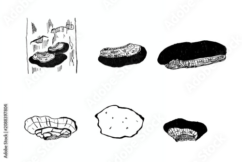 Cuadro en lienzo Sangwhang medicinal mushroom vector set, rare phellinus linteus fungus in high c