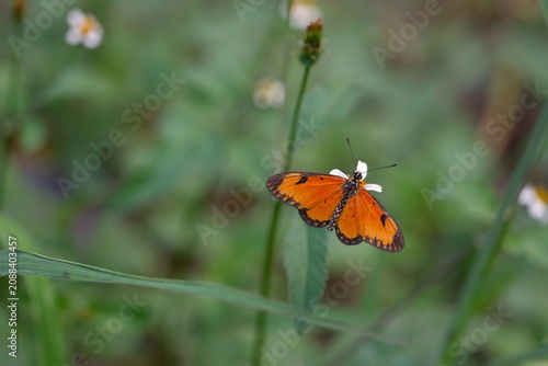 Orange Butterfly on Wildflower in Natural Green Habitat